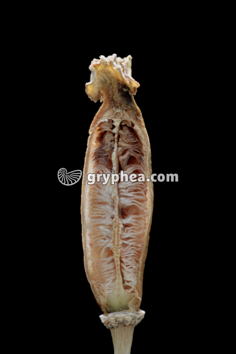 Tulipe - Fruit mûr (début de la déhiscence) CL - gryphea.org